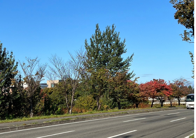 札幌新川通りの紅葉